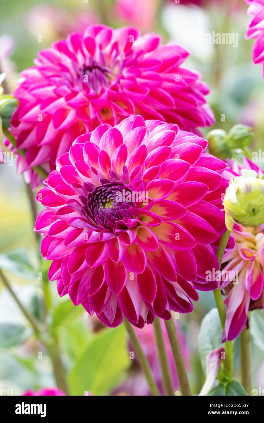 globe dahlia flower in pink Anne-Sophie Stock Photo