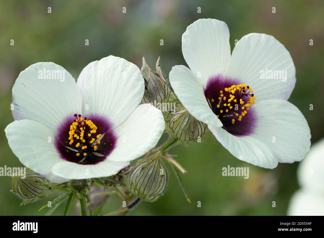 white hibiscus cannabinus Amethyst macro Stock Photo