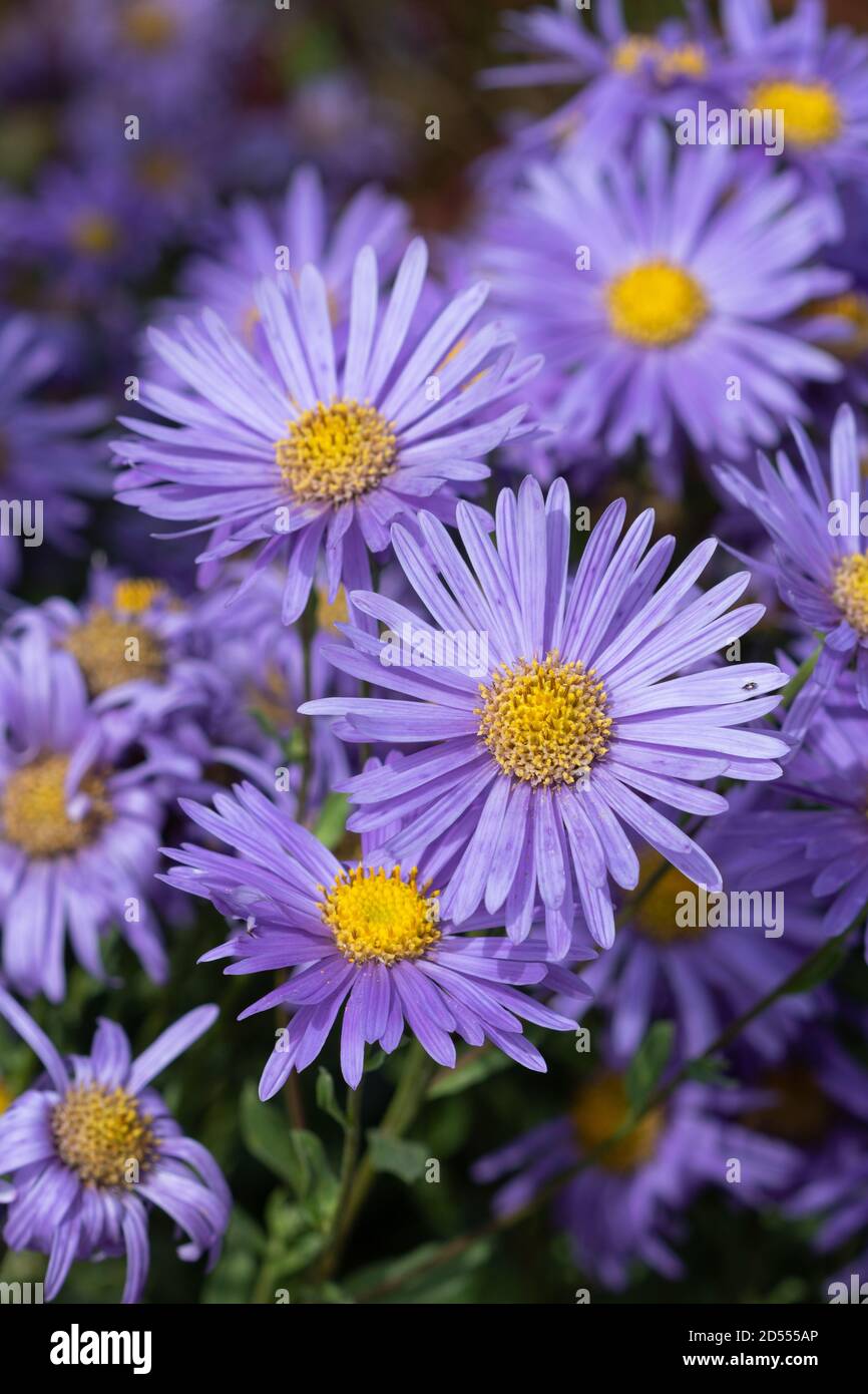 purple aster flowers macro aster novi-belgii Stock Photo