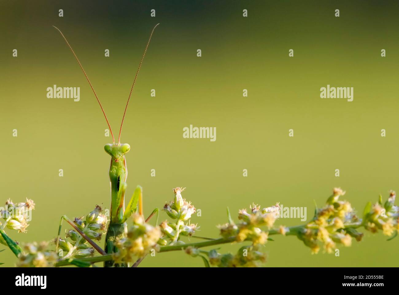 Male Mantis religiosa on green twig Stock Photo