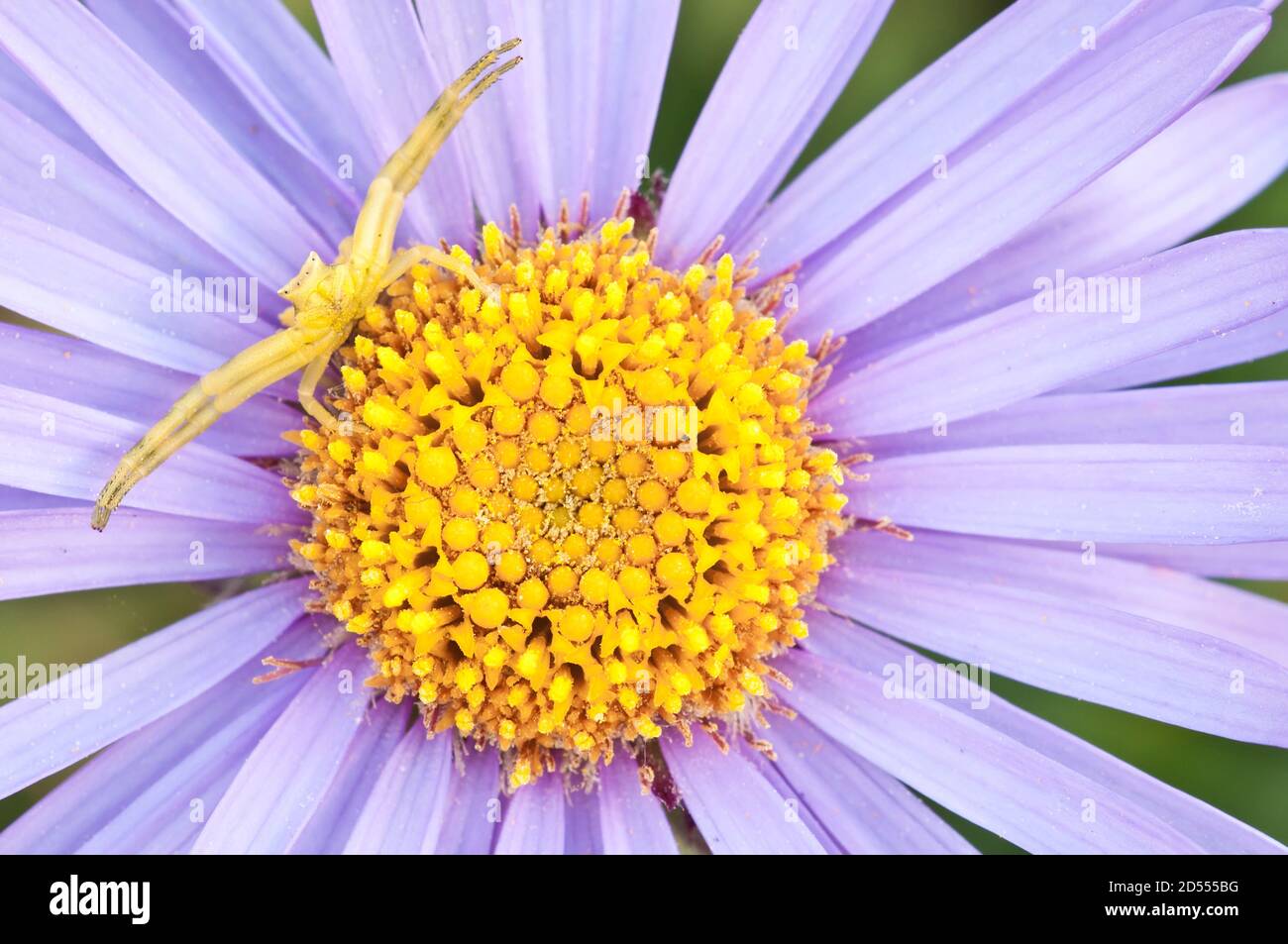Crab spider in hunt posture on purple and yellow anemone flower Stock Photo