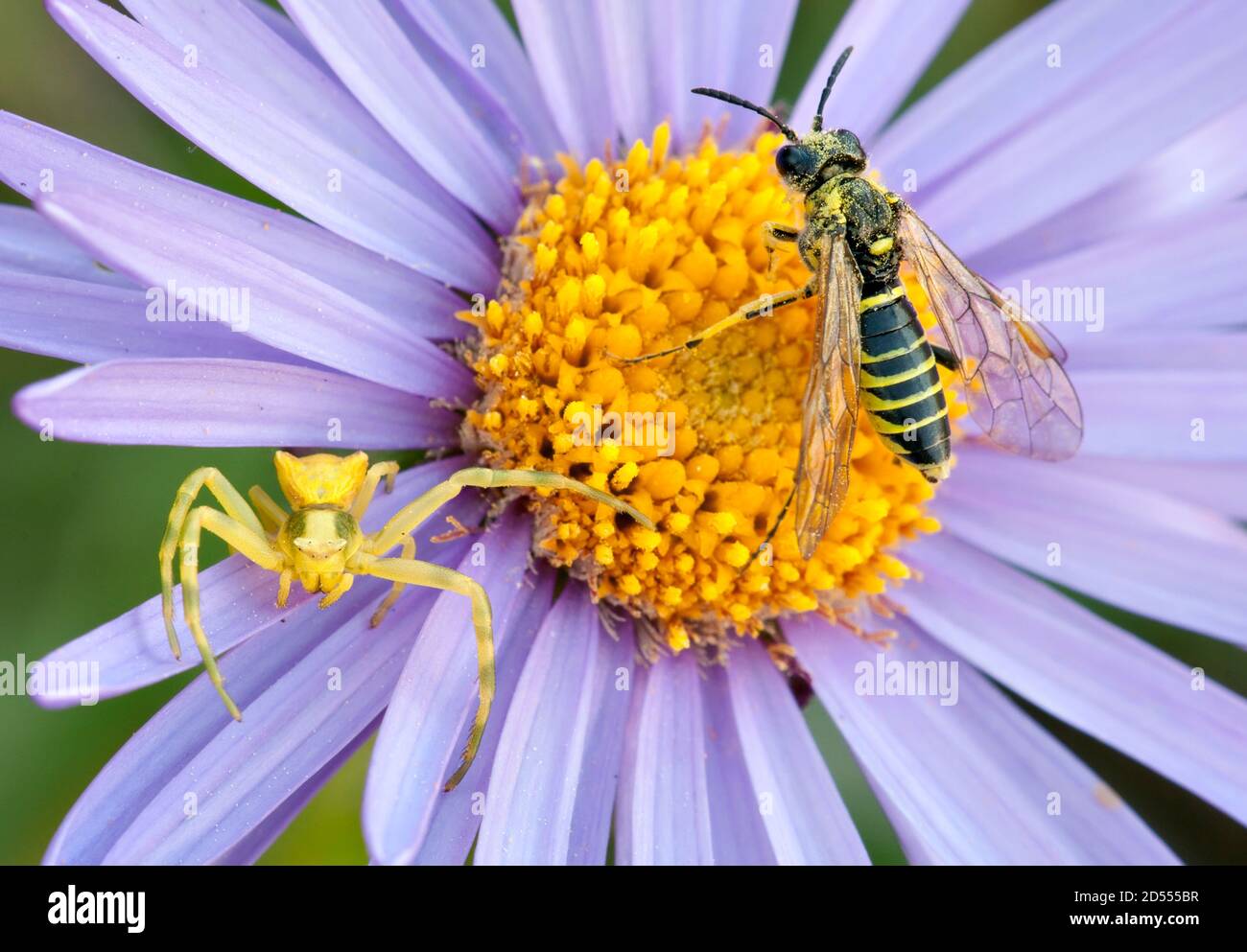 Crab spider and wasp on purple and yellow anemone flower Stock Photo