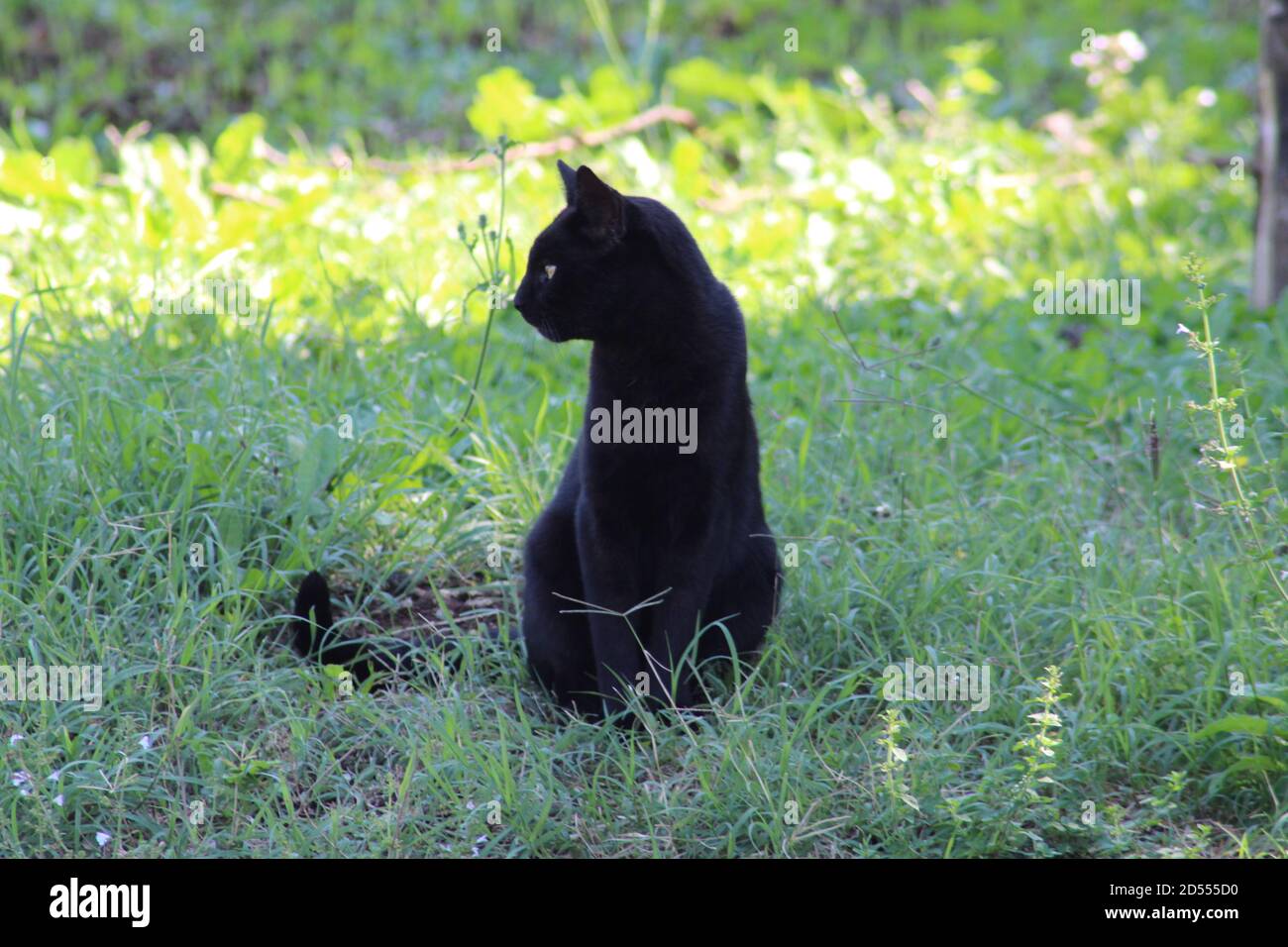 black cat sitting in home backyard Stock Photo