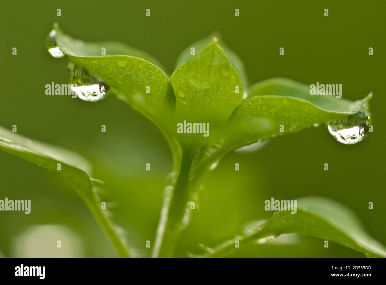 Chickweed plant with dew drops, Stellaria media Stock Photo