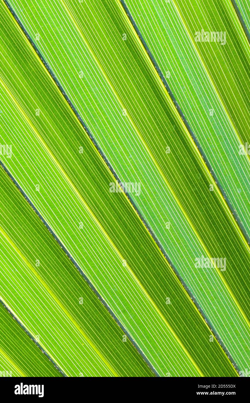 Palm leaf detail with green ribs Stock Photo - Alamy