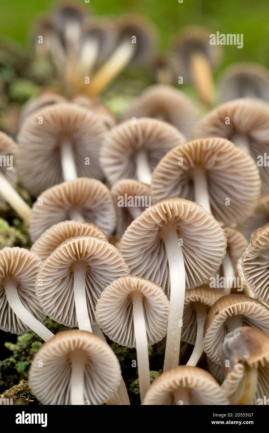 Mushroom families growing on tree bark Stock Photo Alamy