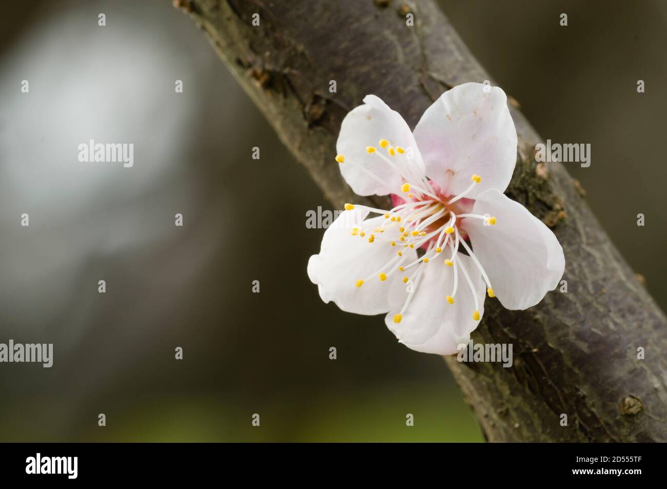 Close up of Japanese cherry blossom flower in Spring Stock Photo - Alamy