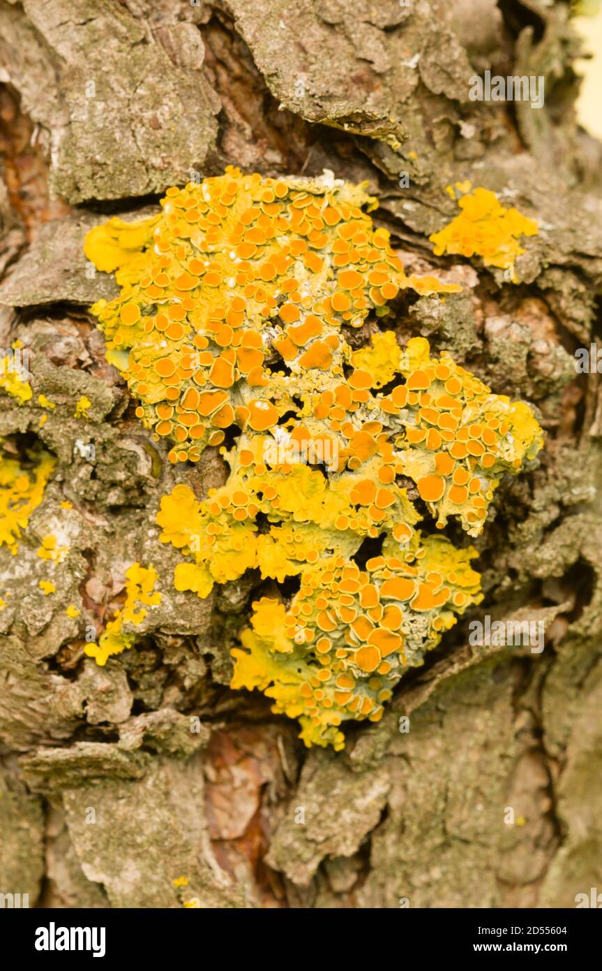 Common Orange lichen on bark Stock Photo Alamy