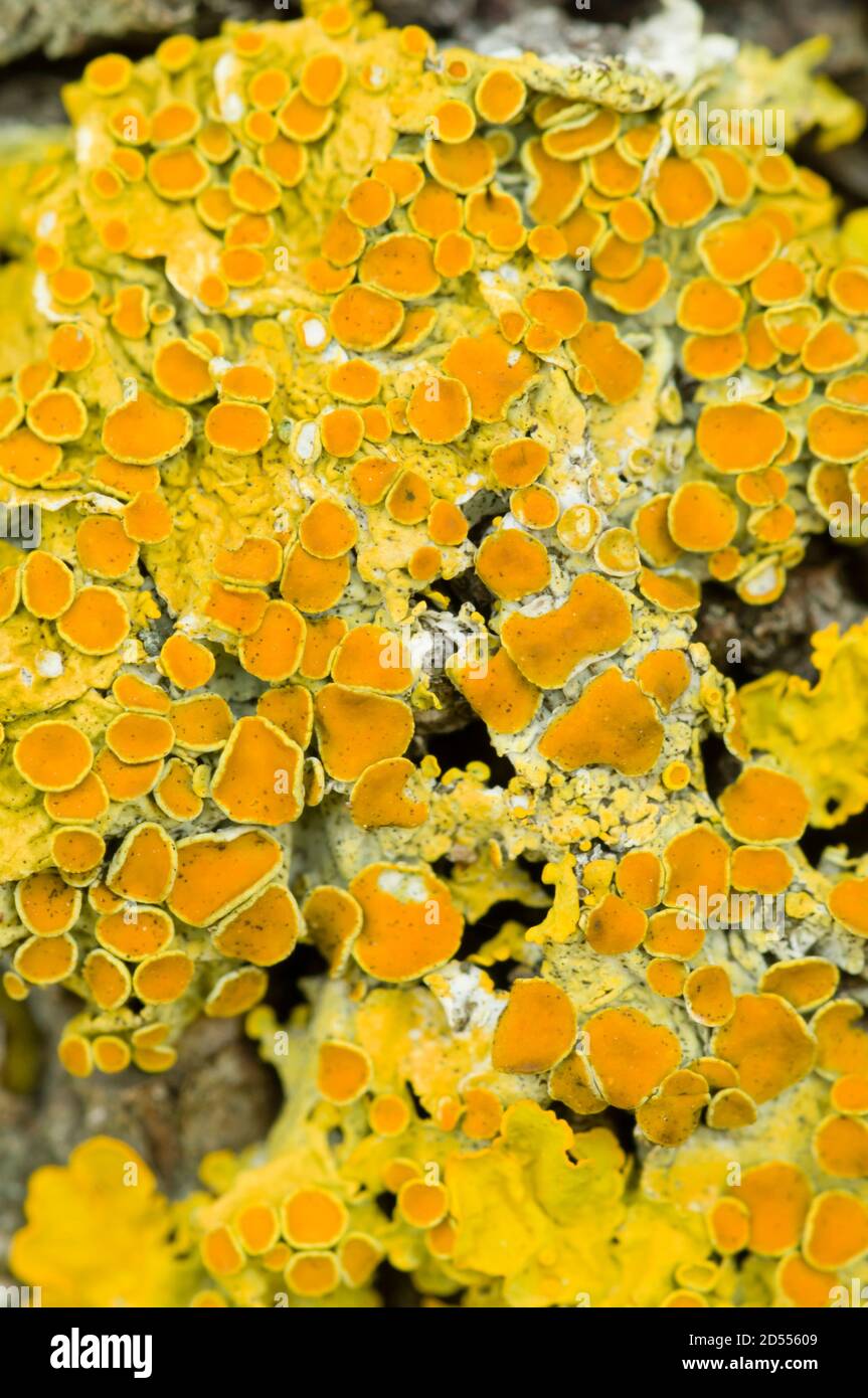 Common Orange lichen on bark Stock Photo Alamy