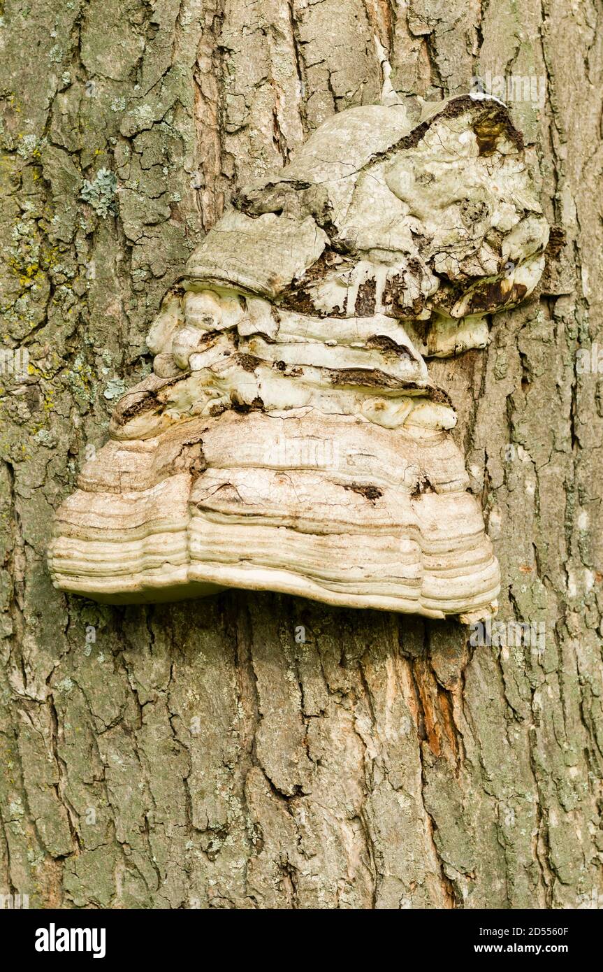 White mushrooms growing on dead tree Stock Photo Alamy