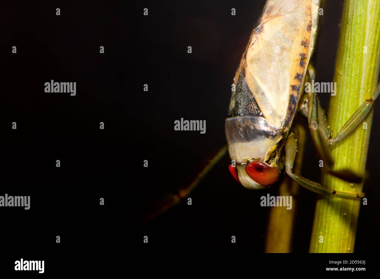 Common backswimmer (Notonecta glauca Stock Photo Alamy