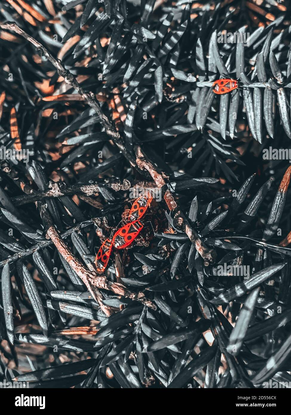 Top view of red and black beetles among the greenery Stock Photo - Alamy