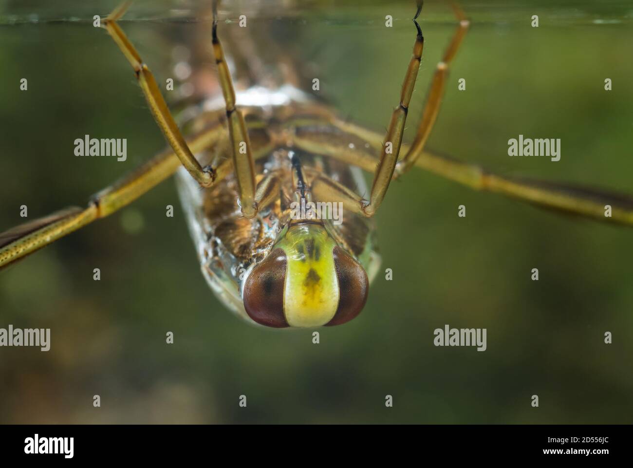 Common backswimmer (Notonecta glauca Stock Photo - Alamy