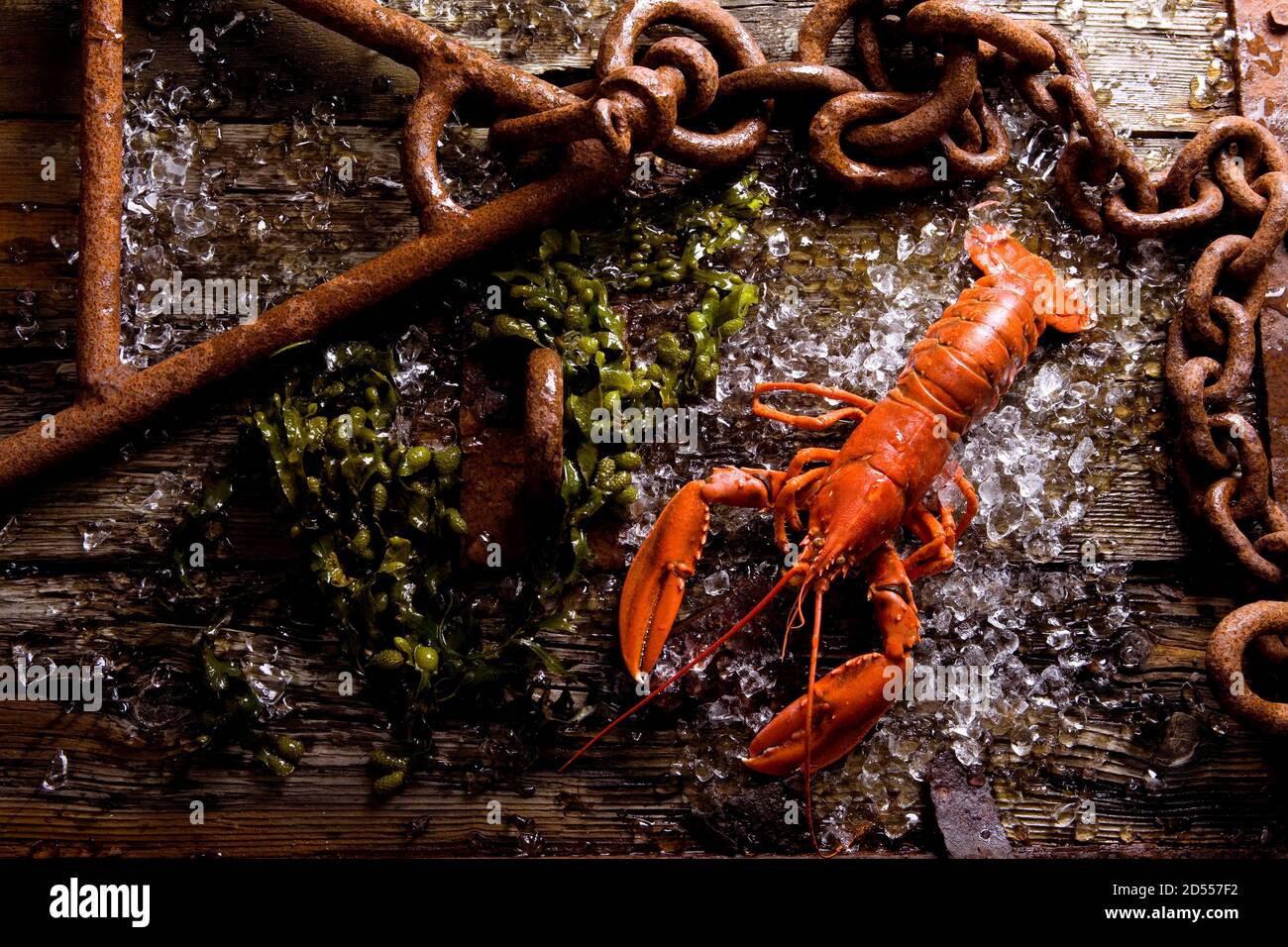 Germany, Schleswig-Holstein. North Sea island of Helgoland, Heligoland lobster. Deutschland, Schleswig-Holstein. Nordseeinsel Helgoland, Helgoländer H Stock Photo