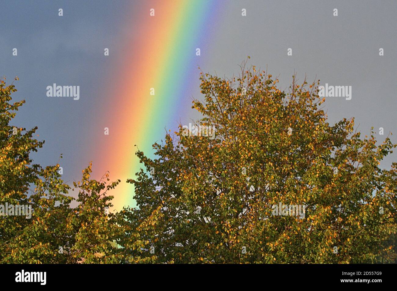October 7th, 2020, a powerful rainbow in the dark cloudy sky over Schleswig. The arc-shaped, colored light band is created when the sun shines on a wall of rain and the light is broken into its spectral colors. | usage worldwide Stock Photo
