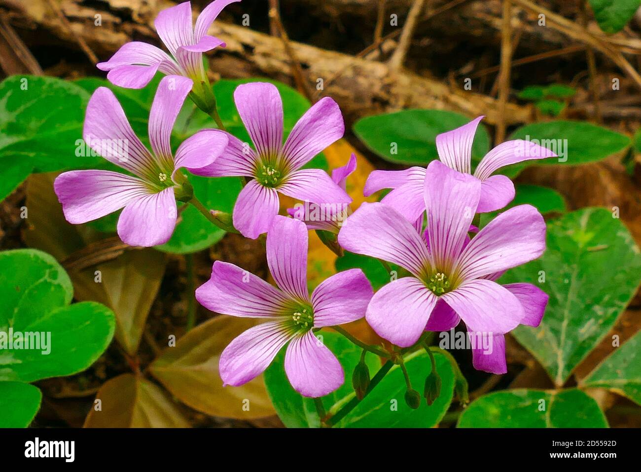 Violet Flower (Oxalis debilis) in a Garden Stock Photo