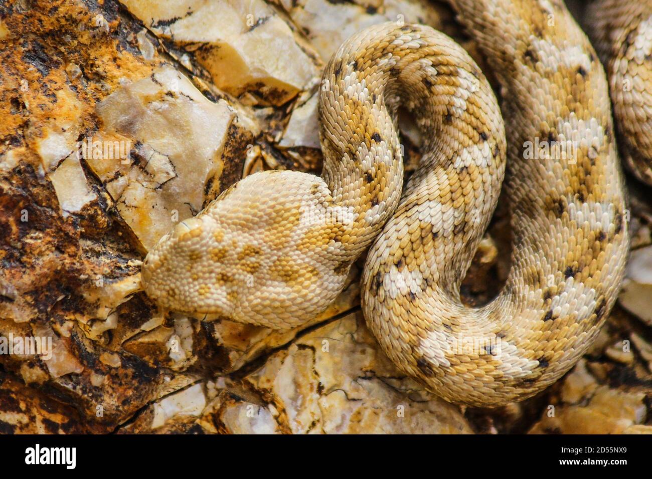 Snake (Echis coloratus)writhing on the rocks, camouflaging with the color of the rocks ,( painted saw-scaled viper) Camouflaged snake Stock Photo