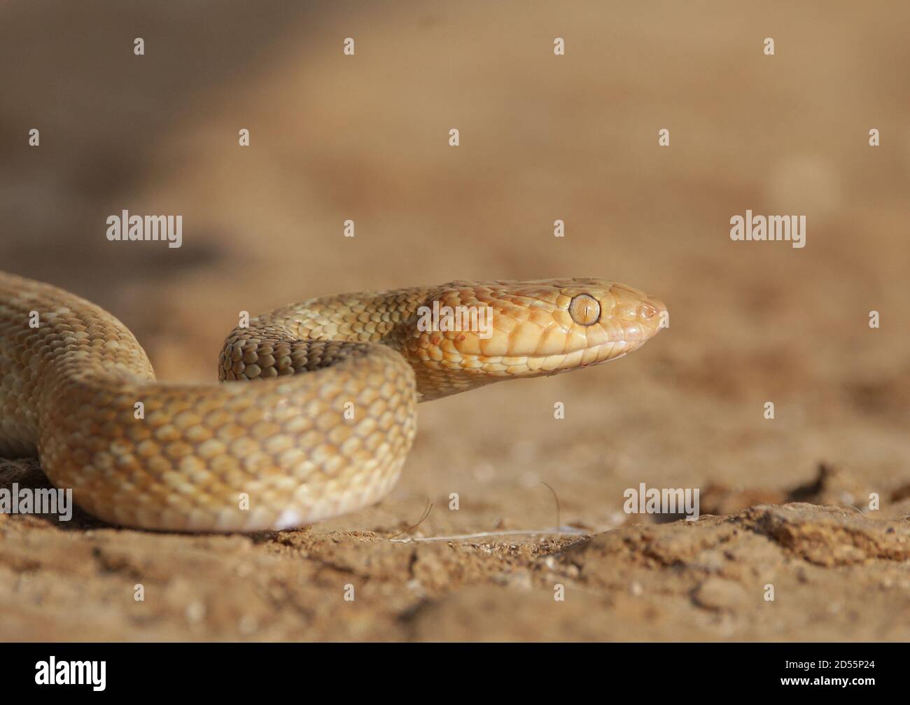 Snake (Arabian cat snake)writhing on the rocks, camouflaging with the color of the rocks Stock Photo