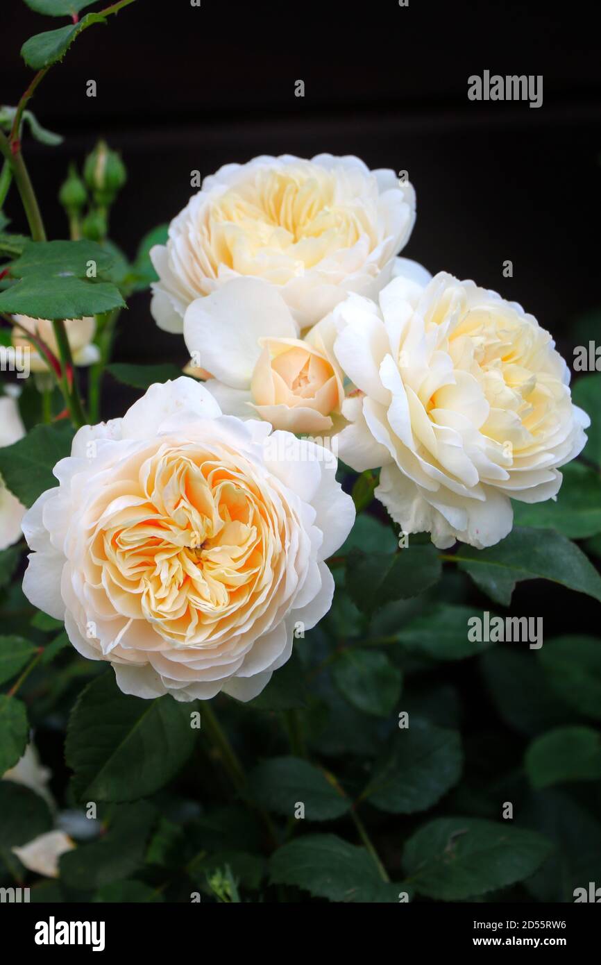 creamy white english rose Emanuel in summer garden macro Stock Photo - Alamy