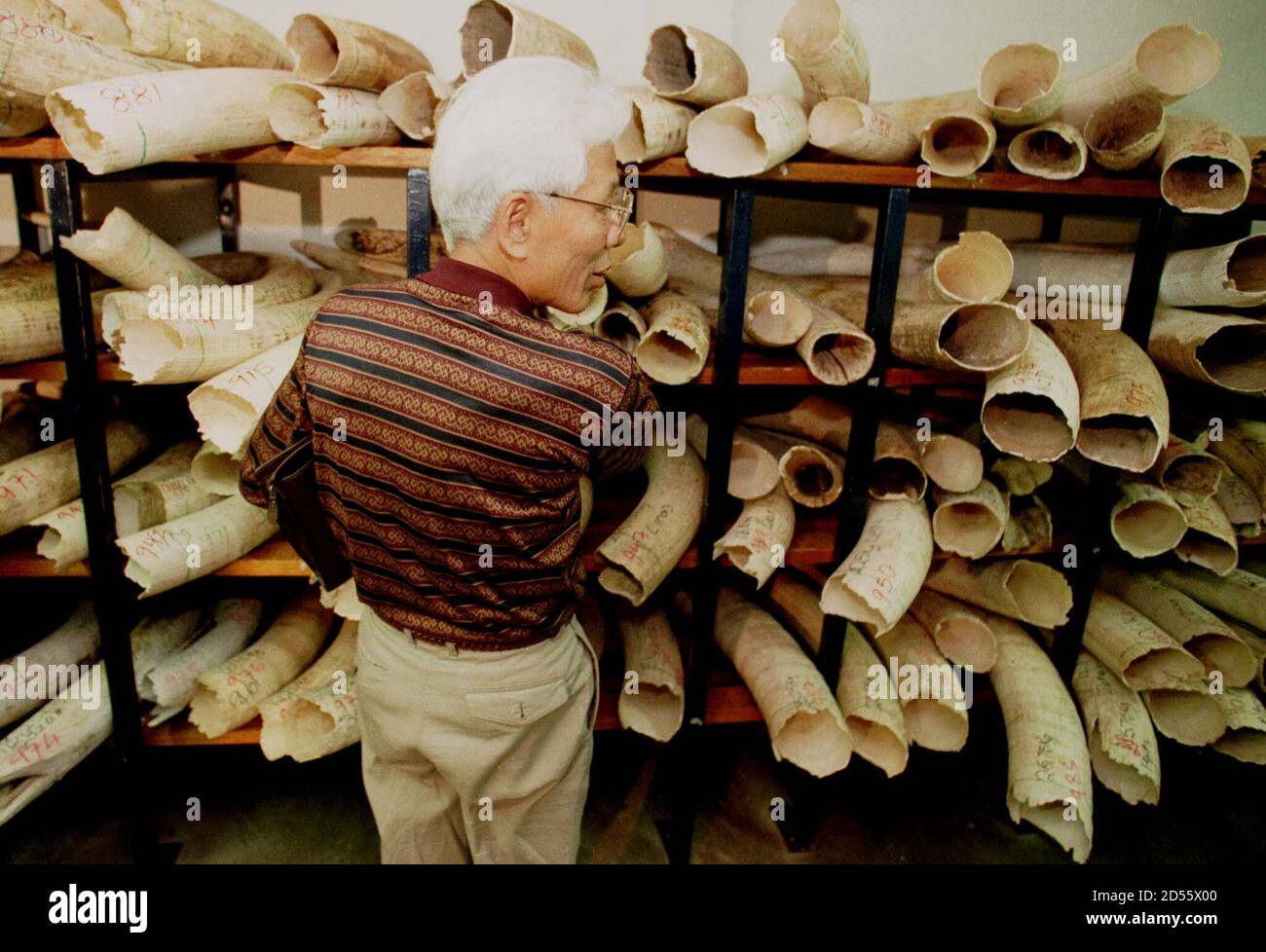 A Japanese buyer inspects elephant tusks in the Ivory Store at the country's National Parks Headquarters April 12. Zimbabwe will be holding its first auction of 20 Tonnes April 13 since the Convention for the International Trade in Endangered Species (CITES) downlisted elephant products from Appendix 1 to Appendix 2 for Namibia, Botswana and Zimbabwe. Japan is the only country permitted to import the ivory under the CITES regulations.  HB/AA Stock Photo