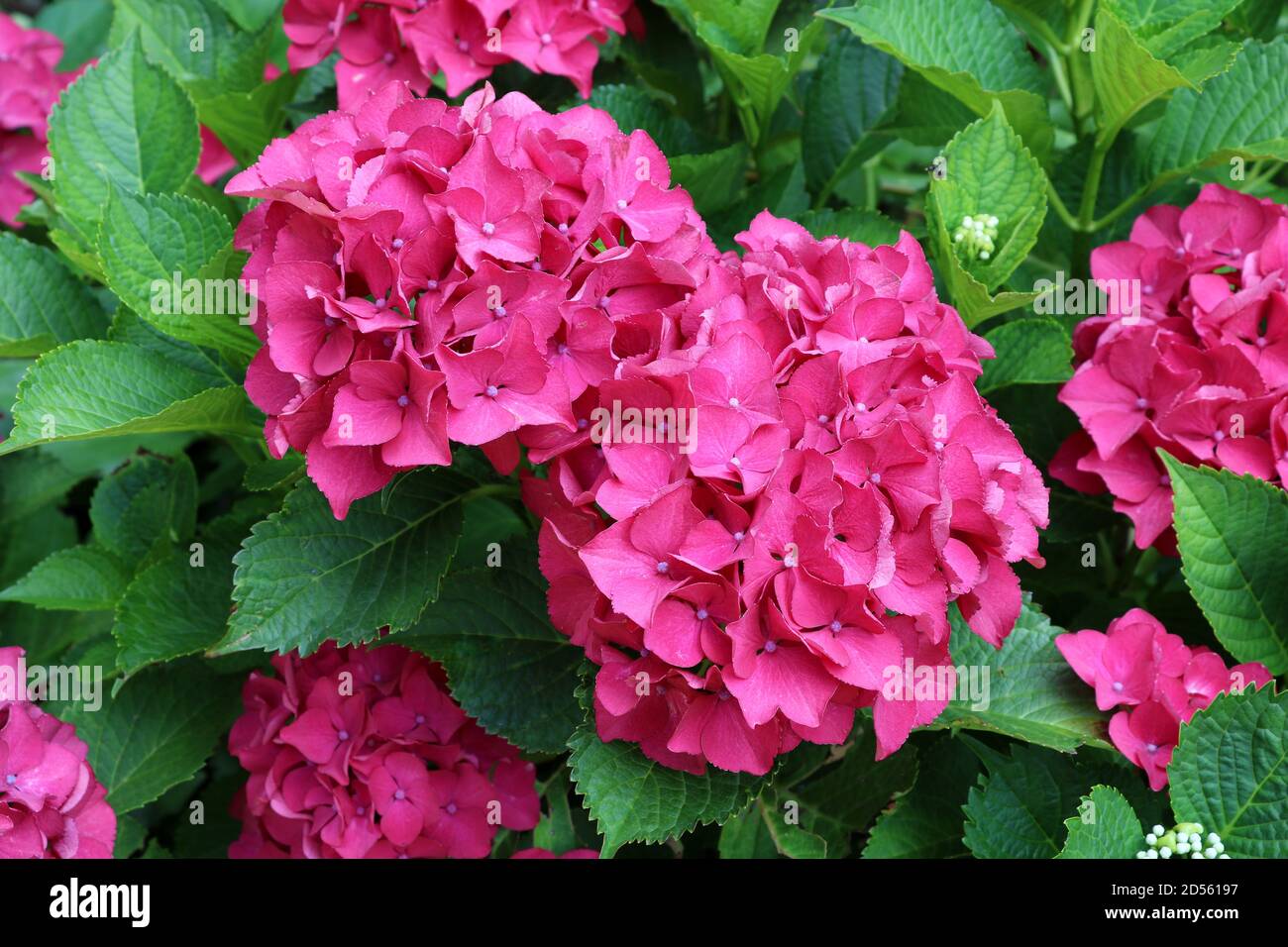 pink hydrangea flowers macro hydrangea macrophylla Stock Photo - Alamy