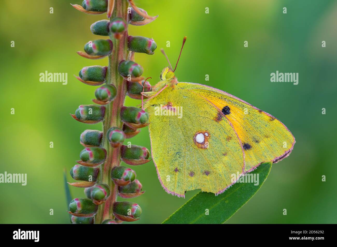 Clouded Yellow butterfly - Colias croceus, beautifull yellow butterfly from European meadows and grasslands, Pag island, Croatia. Stock Photo