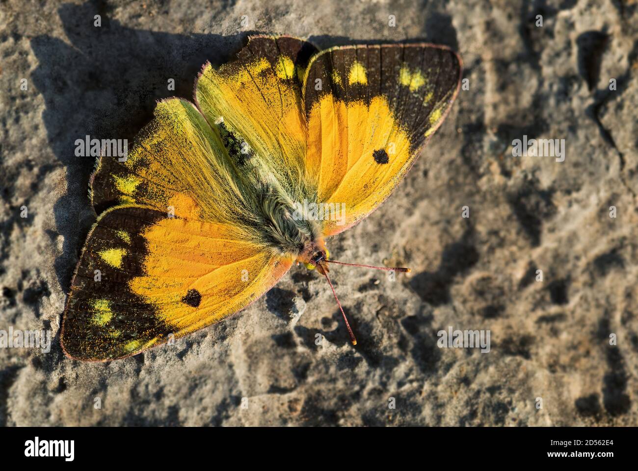 Clouded Yellow butterfly - Colias croceus, beautifull yellow butterfly from European meadows and grasslands, Pag island, Croatia. Stock Photo
