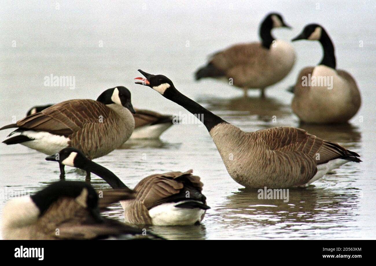 16 Geese Hi Res Stock Photography And Images Alamy
