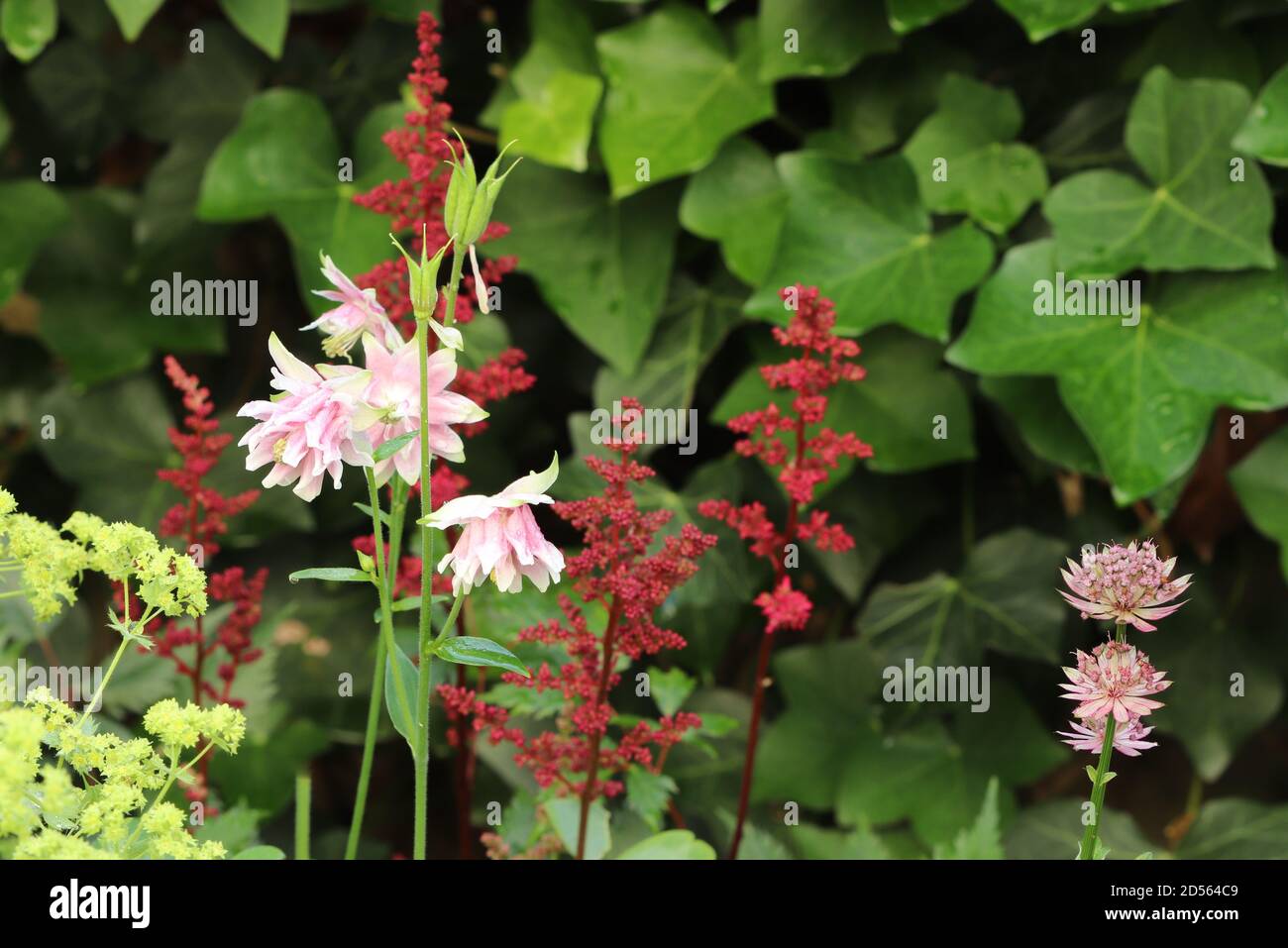 pink columbine flower and red astilbe in summer garden Stock Photo