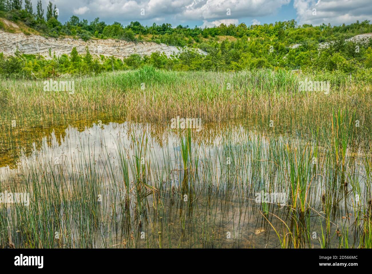 Vegetation grows in a pond in a dismissed limestone quarry conveyng a sense of silence, relaxation and quiet with tranquil and calm feelings. Solrod Stock Photo