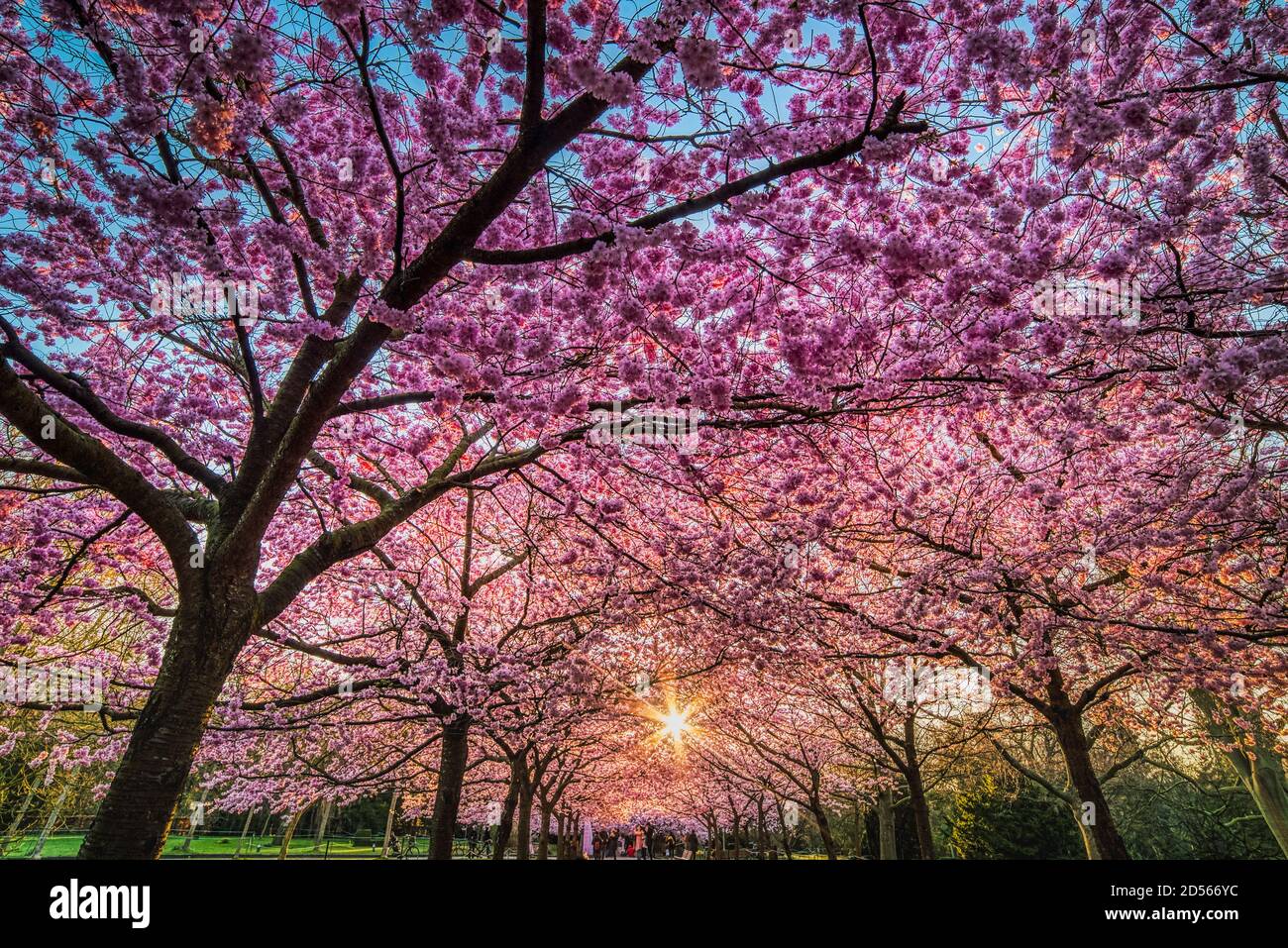 Sakura trees boulevard blooming in Bispebjerg Kirkegard at sunrise with sun rays through the thick flowers that shelter people in the far distance Stock Photo
