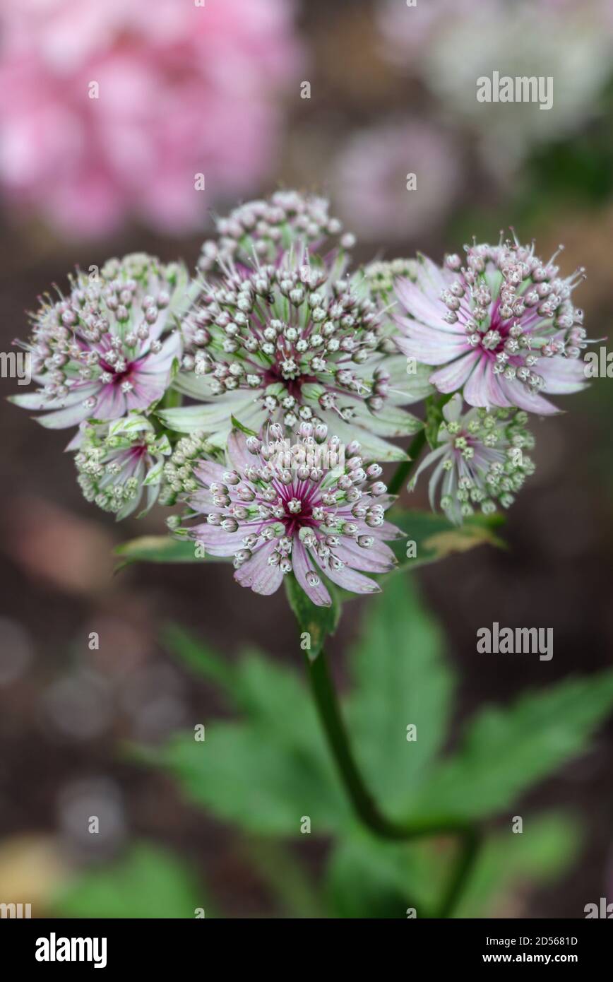 pink great masterwort in summer garden macro astrantia Stock Photo