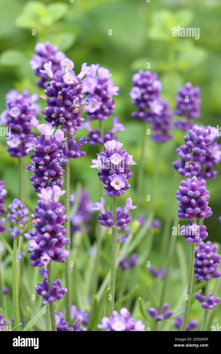 purple lavender flowers in summer garden macro Stock Photo