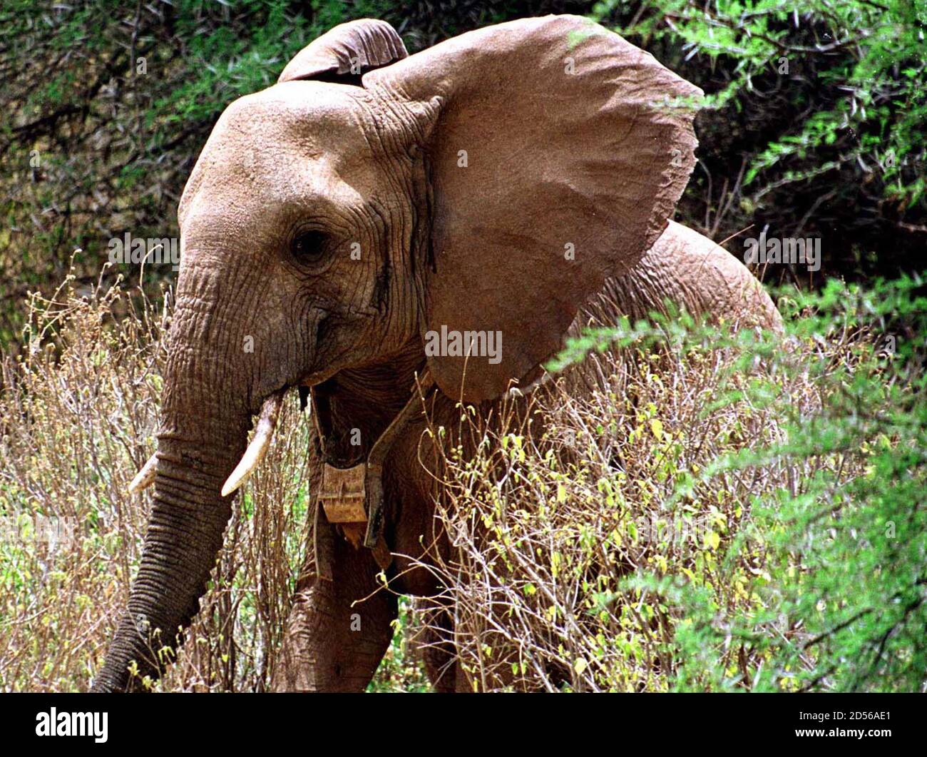 elephant tracking collars