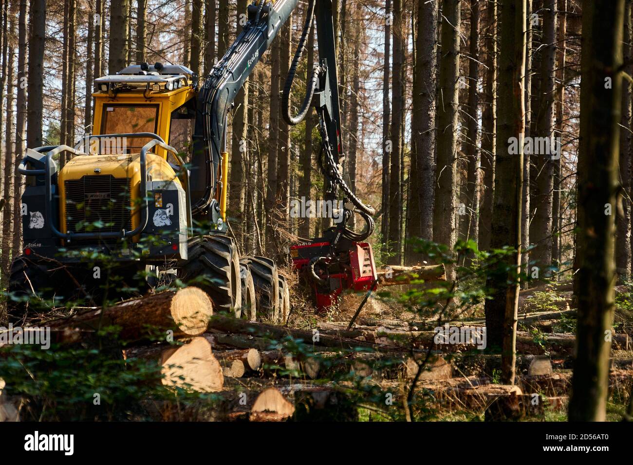 Bad Harzburg, Germany, September 14., 2020: Harvester cuts down dead trees to protect the forest Stock Photo