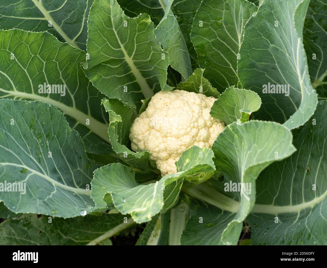 The F1 cauliflower Candid Charm showing a curd ready for cutting surrounded by fresh green leaves Stock Photo