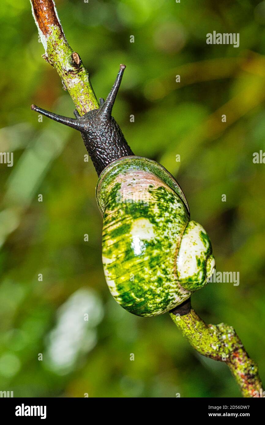 Giant Tree Snail, Acavus phoenix, Sinharaja National Park Rain Forest, World Heritage Site, UNESCO, Biosphere Reserve, National Wilderness Area, Sri L Stock Photo
