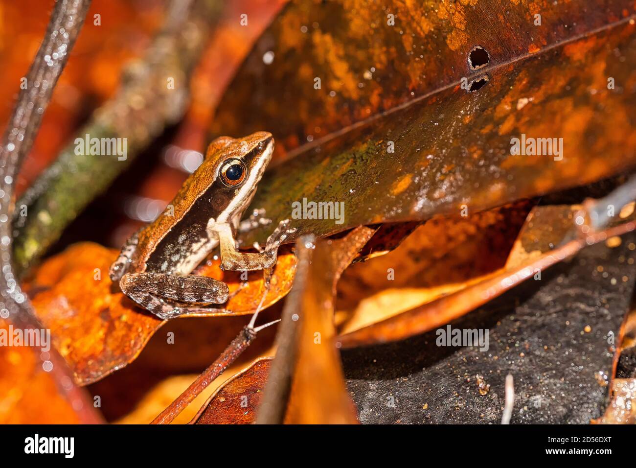 Bronzed Frog, Golden-backed Frog, Hylarana sp., Sinharaja National Park Rain Forest, World Heritage Site, UNESCO, Biosphere Reserve, National Wilderne Stock Photo