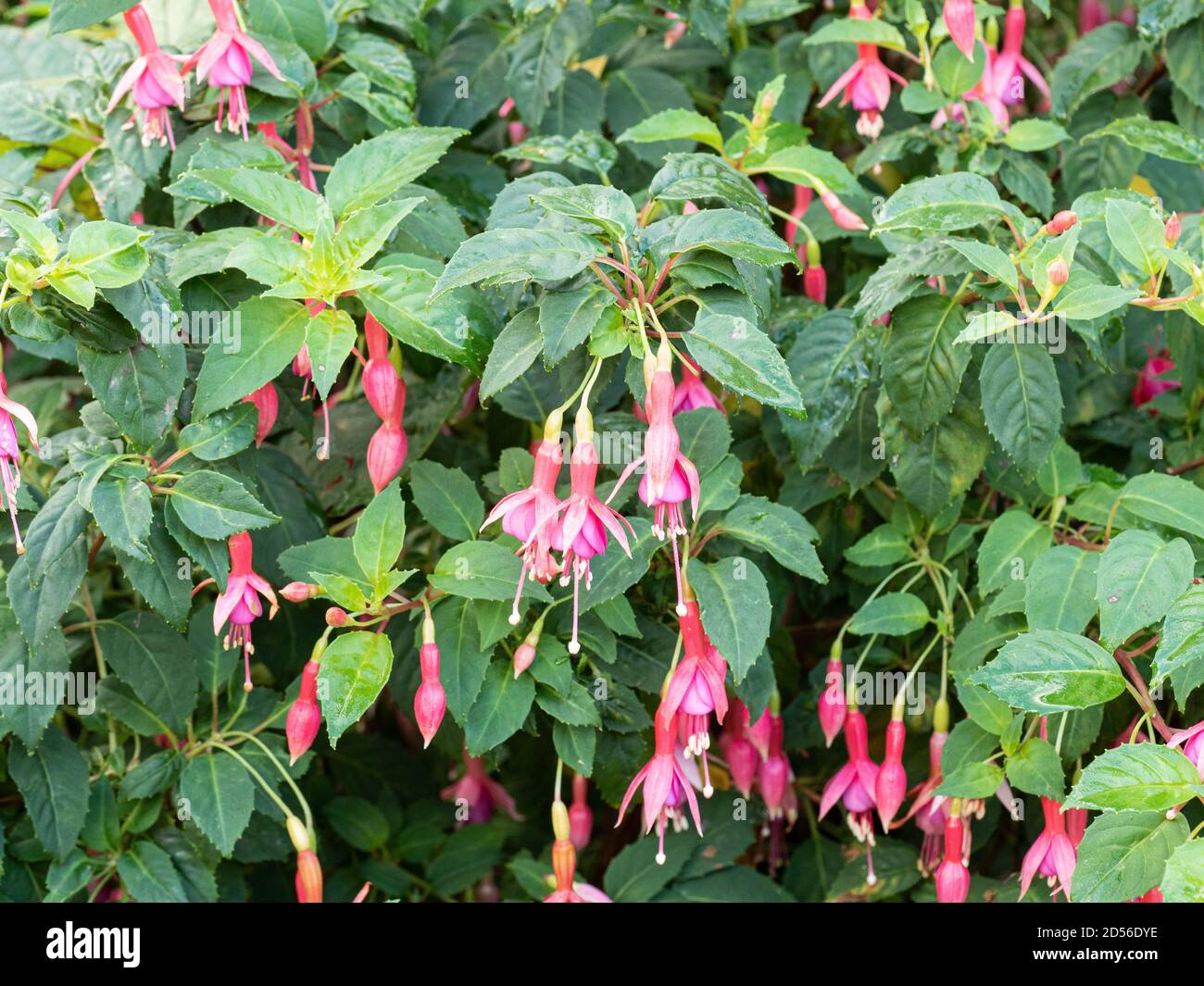 The pink hanging flowers of the hardy Fuchsia Margaret Brown against a