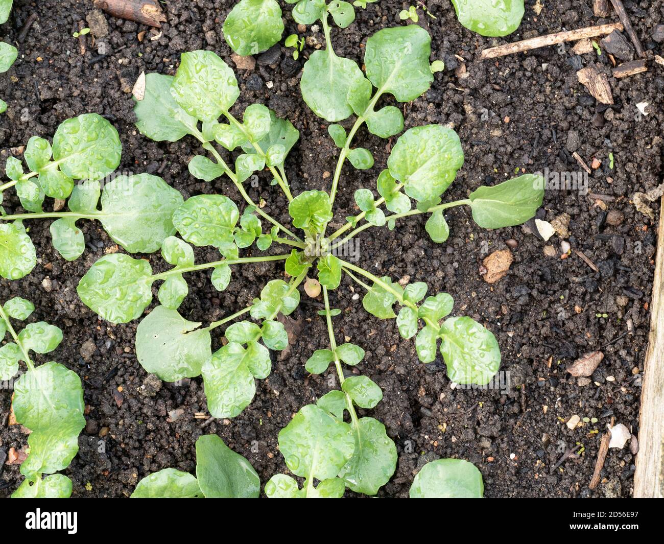 A close up of a land cress plant - Barbarea verna showing the distinct watercress like leaf shape Stock Photo
