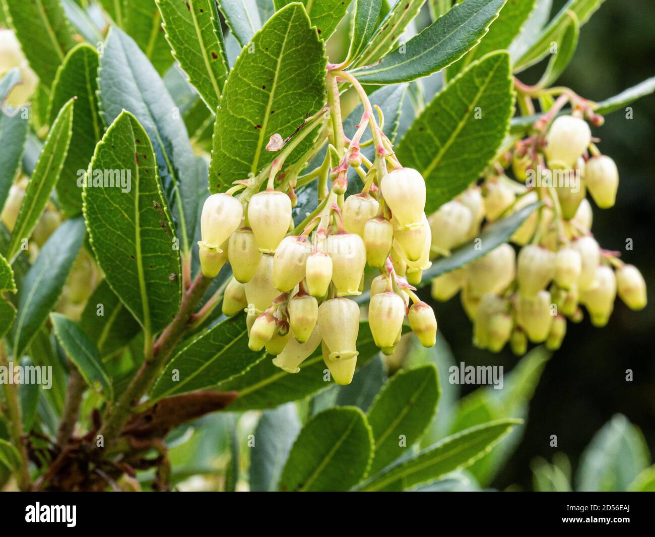 A close up of the pale cream bell shaped flowers of the strawberry tree Arbutus unedo Stock Photo