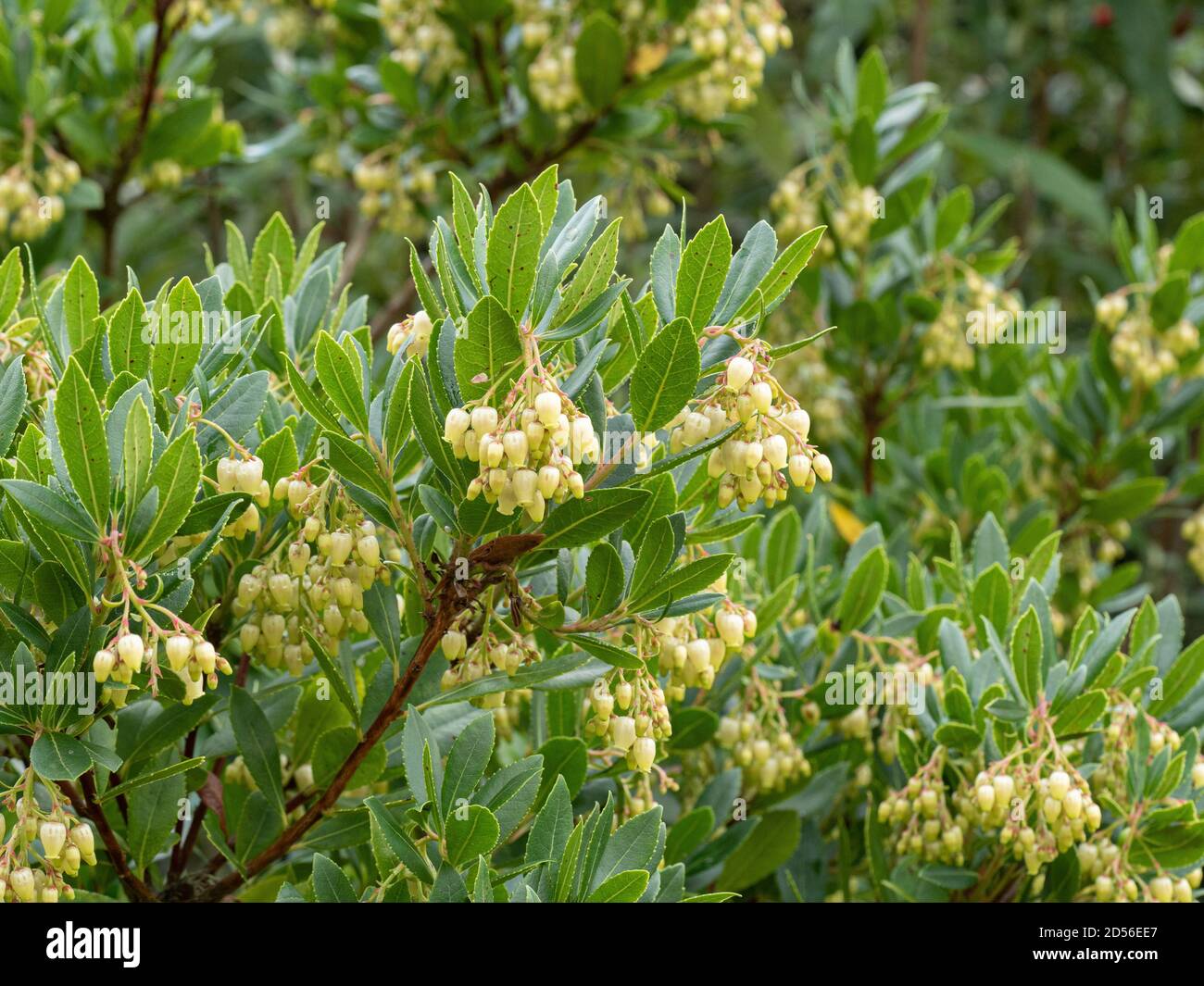 The pale cream bell shaped flowers of the strawberry tree Arbutus unedo Stock Photo