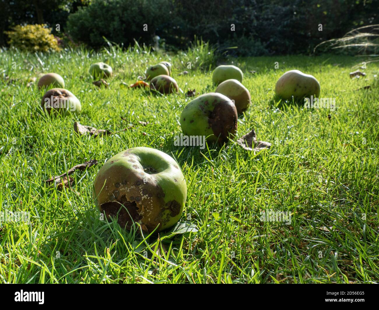 A ground level view of windfall apples lying on grass highlighted in the sunshine Stock Photo