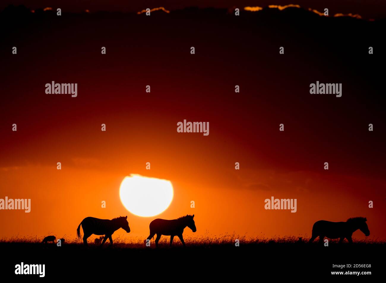 Maasai mara kenya landscape sunset hi-res stock photography and images ...