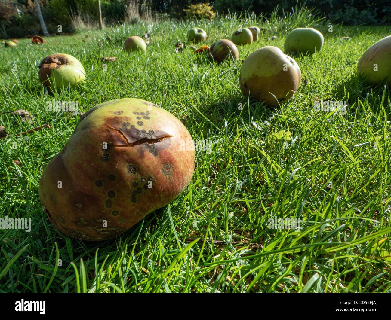 A ground level view of windfall apples lying on grass highlighted in the sunshine Stock Photo