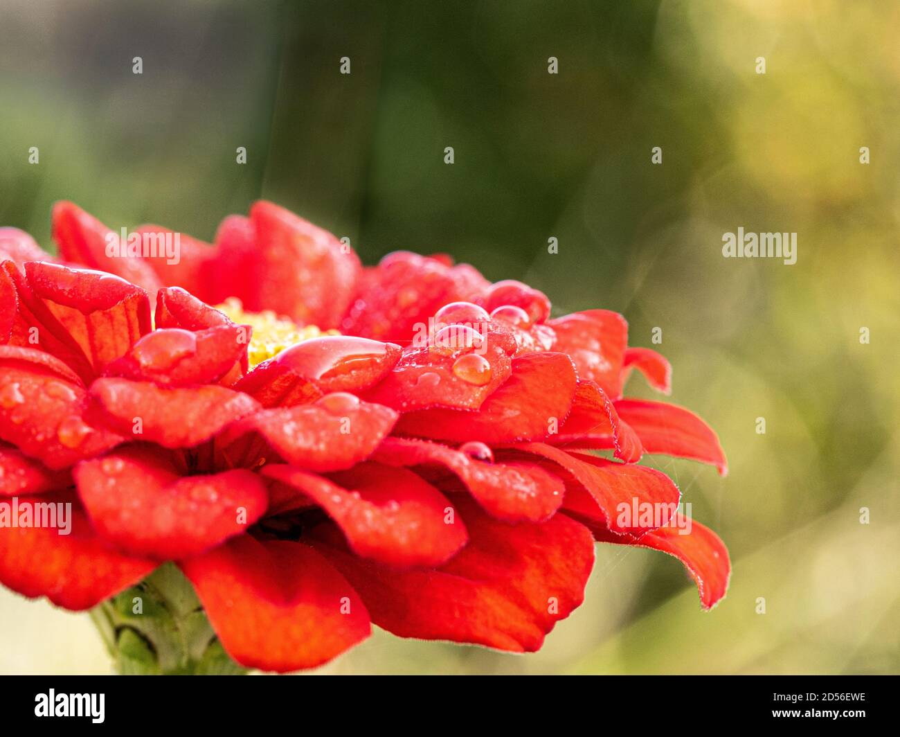 A close up view of a deep orange flower of Zinnia Orange King with light reflected off water droplets Stock Photo