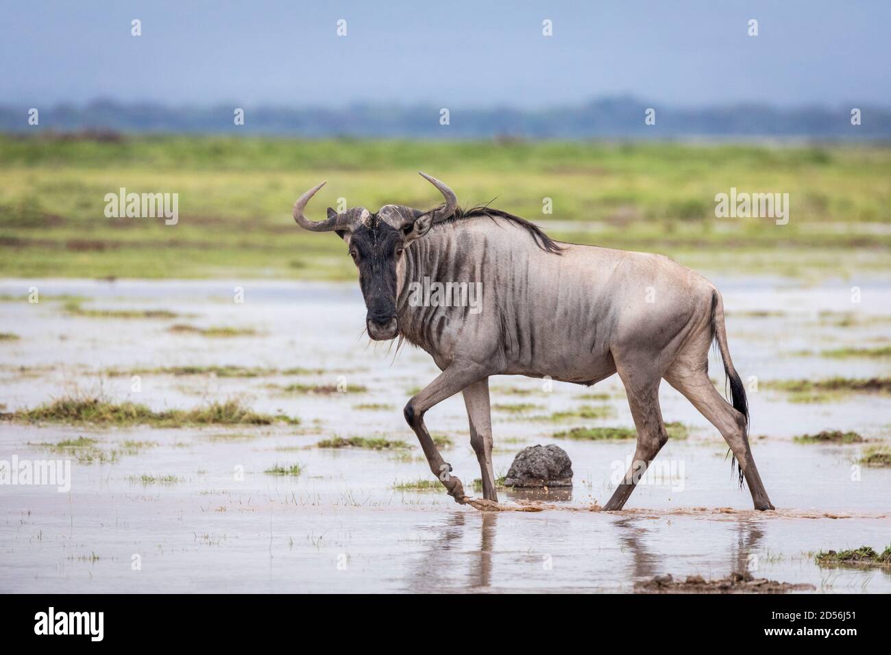 Eastern white bearded wildebeest walking in wet plains of Amboseli looking at camera in Kenya Stock Photo