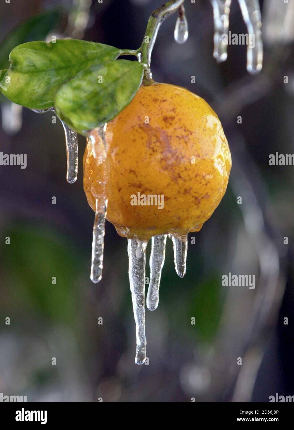 An orange is covered in ice on a tree in Hillsborough County, west of