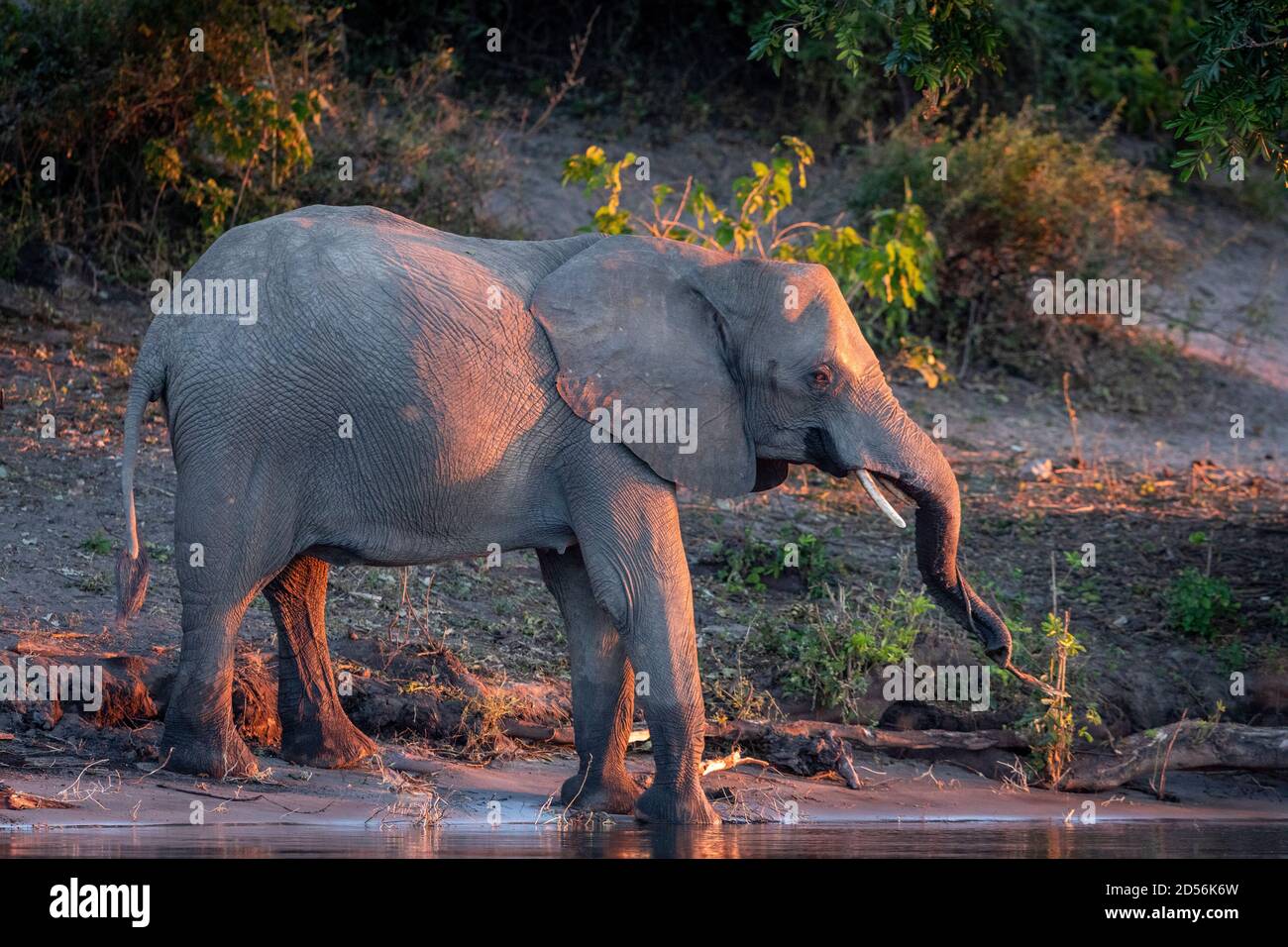 Female elephant standing at the edge of water at pink sunset in Chobe River in Botswana Stock Photo