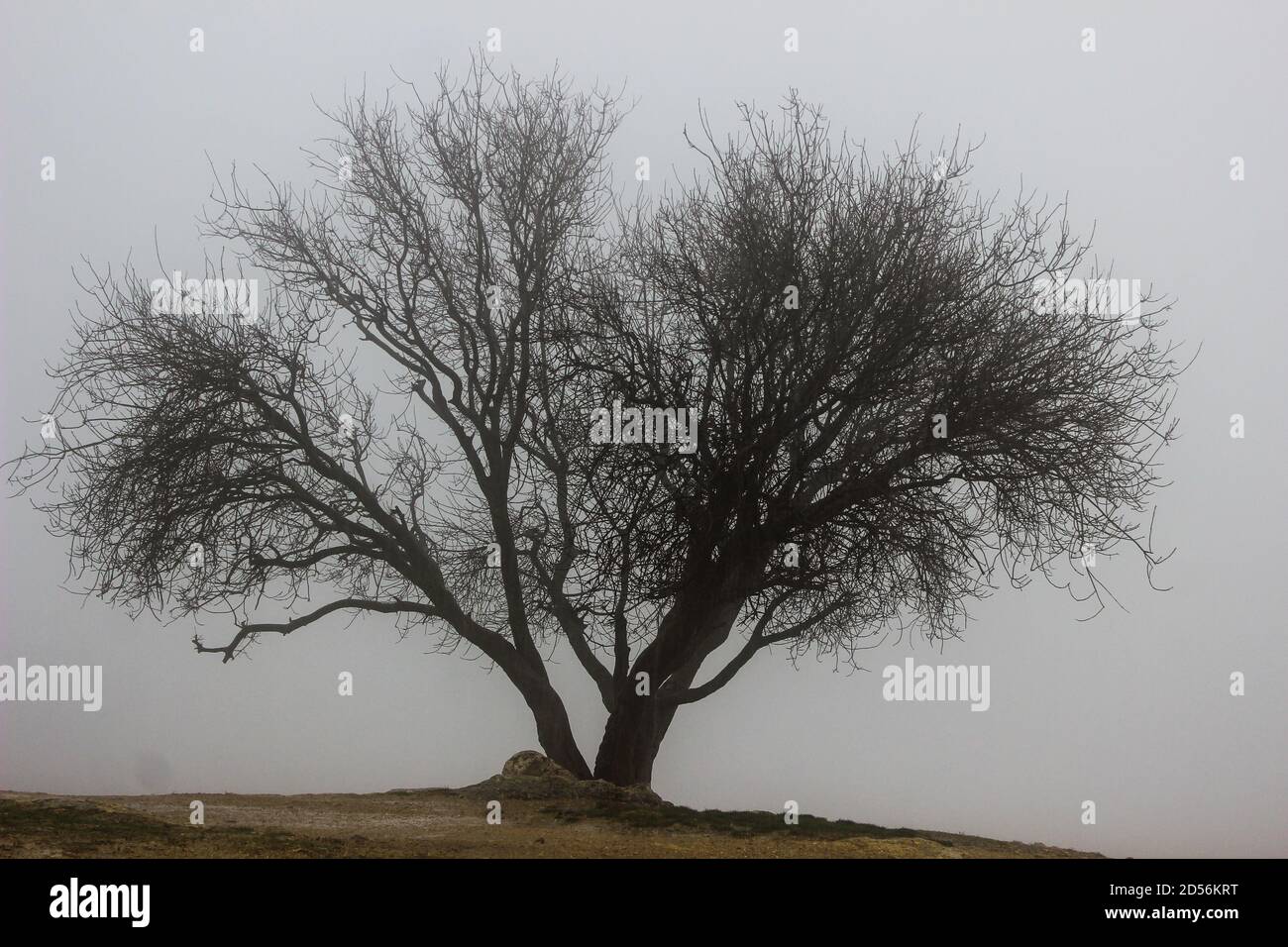 A lonely tree in the middle of the fog after the storm Stock Photo - Alamy